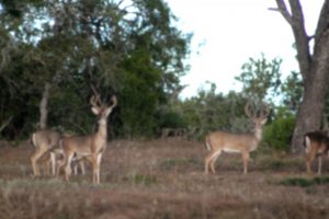 deer packages | Hooville Ranch hunting and lodging