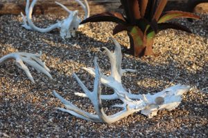 deer skulls on rocks | Hooville Ranch hunting and lodging
