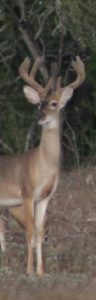 deer making noise | Hooville Ranch hunting and lodging