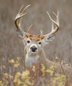 pretty deer | Hooville Ranch hunting and lodging