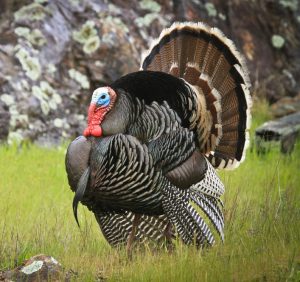 turkey | Hooville Ranch hunting and lodging