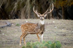 axis deer | Hooville Ranch hunting and lodging