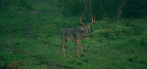 deer running | Hooville Ranch hunting and lodging