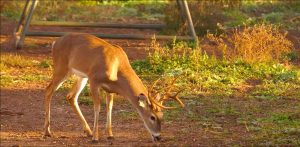 deer grazing with tag on ear | Hooville Ranch hunting and lodging