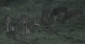 five deer grazing | Hooville Ranch hunting and lodging