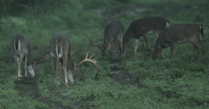 five deer grazing in the lush green grass | Hooville Ranch hunting and lodging