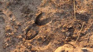 deer tracks | Hooville Ranch hunting and lodging