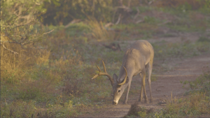 lone deer sniffing the ground | Hooville Ranch hunting and lodging