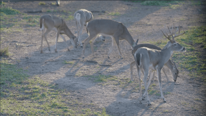 five deer grazing by the trail | Hooville Ranch hunting and lodging