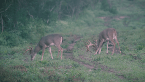 two deer off by themselves | Hooville Ranch hunting and lodging