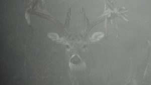 fog buck | Hooville Ranch hunting and lodging