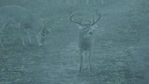 bucks grazing and looking at camera | Hooville Ranch hunting and lodging
