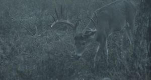 lone deer in the fog | Hooville Ranch hunting and lodging