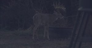 deer drinking from a watering trough | Hooville Ranch hunting and lodging