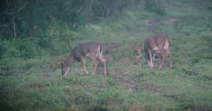 two bucks grazing together | Hooville Ranch hunting and lodging