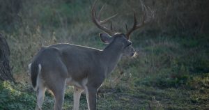 lone buck from behind | Hooville Ranch hunting and lodging