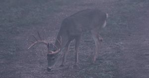 lone buck grazing deer corn | Hooville Ranch hunting and lodging