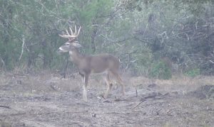 lone buck in woods | Hooville Ranch hunting and lodging
