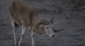 broken horn ram male looking around | Hooville Ranch hunting and lodging