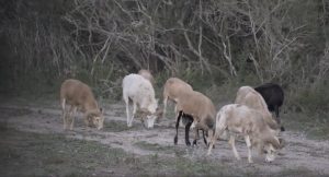 eight rams grazing | Hooville Ranch hunting and lodging