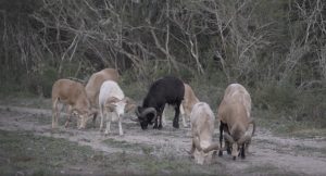 herd of rams grazing | Hooville Ranch hunting and lodging